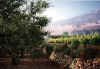 Vines in Rugat