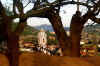 Campanario de Rugat desde un Campo de Almendros